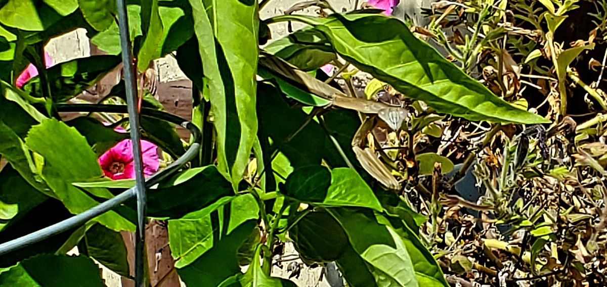 Found this lil guy on my bday. Spent numerous rotations around the sun not knowing they existed in my area. #PrayingMantis