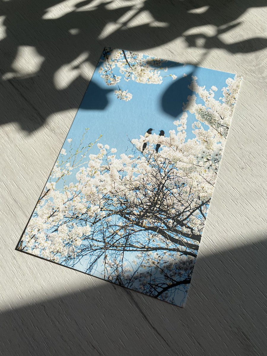 Пещерная Пипа / больше не Кузнец Мордора ☠ tweet media