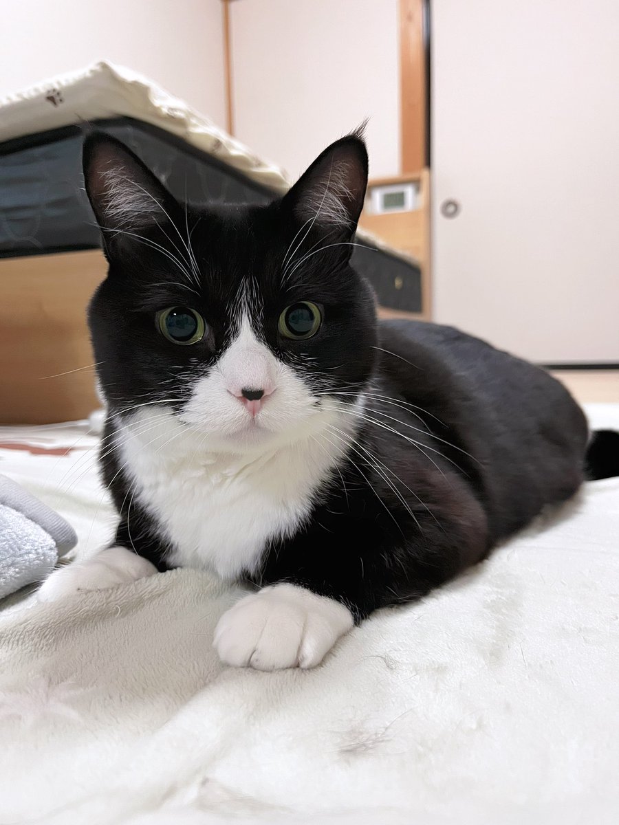 とてもお久しぶりになってしまいました(>ㅿ<;;)
こにゃにゃちわ🐱❤️
シュシュもままちゃんも元気ですっ😸