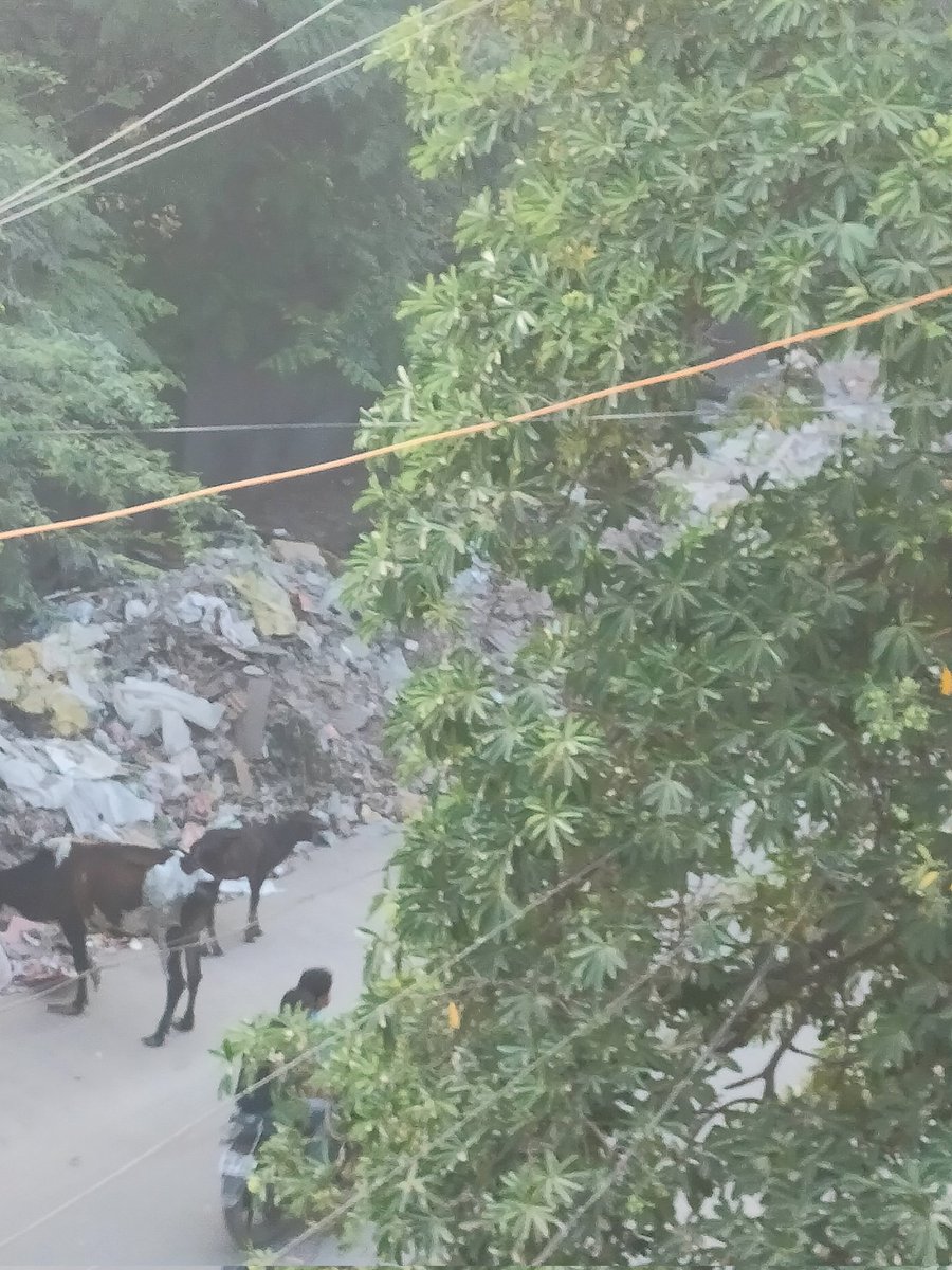 SharatMishra9's tweet photo. This is the deplorable condition of our CM's constituency Kalkaji Extension. Tonnes of garbage ,stray cattle, Illegal parking of trucks, unattended for months, even the gate of Sathya Sai school has not been spared. Sarkar bhi AAP ki aur MCD bhi AAP ki, ab kaam kaun kare https://t.co/yHyaV7r7Rq