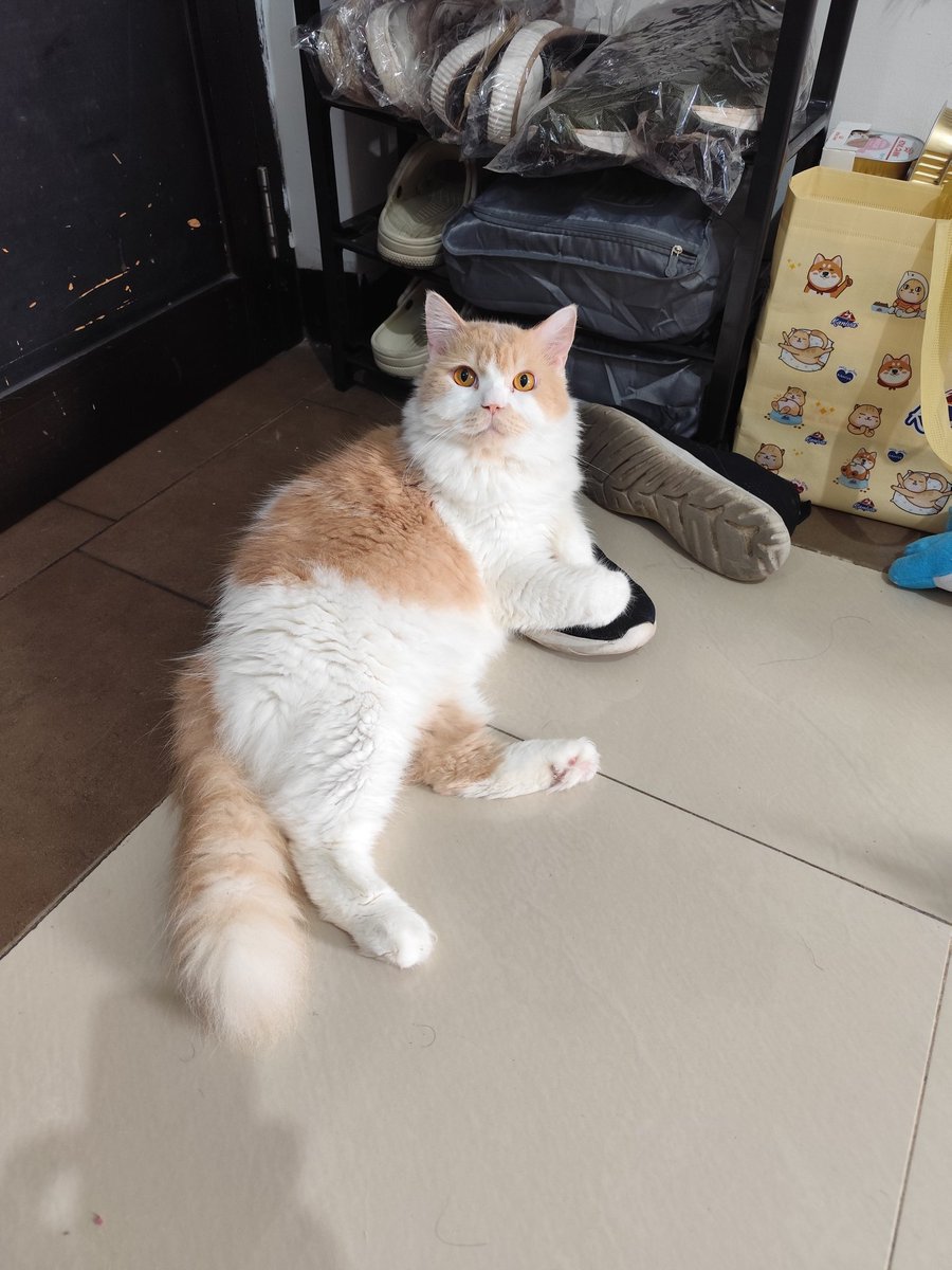 bucingsungguhan's tweet photo. Aph? Mw mrahin ak gra2 jtohin spatu???? https://t.co/JO0IMWlwKp
