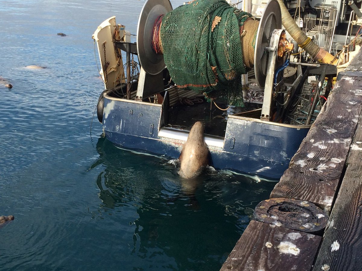 The <a href="/NOAA/">NOAA</a> Marine Fisheries Advisory Committee recently released a survey to assess the effectiveness of marine mammal deterrents. If you're an aquaculture farmer, fisherman, or you own/manage marina or coastal property, we would appreciate your input: bit.ly/4gAX6gv