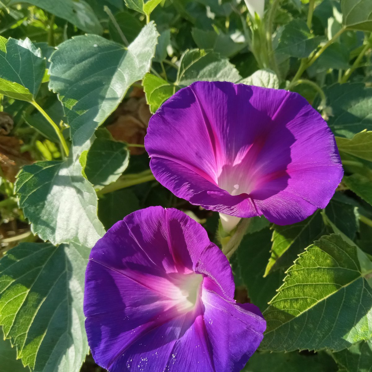 mcintosh_iii's tweet photo. #NewProfilePic #flowerphotography #Flowers  @mcintosh_iii https://t.co/D2LSJwUkXM