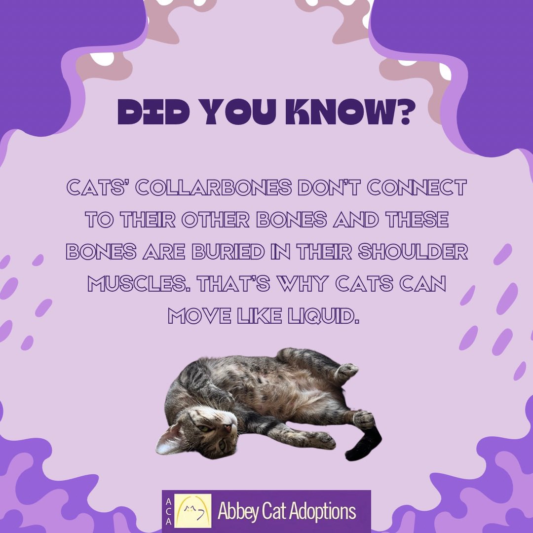 Fun Fact🐱 Cats are liquid💧