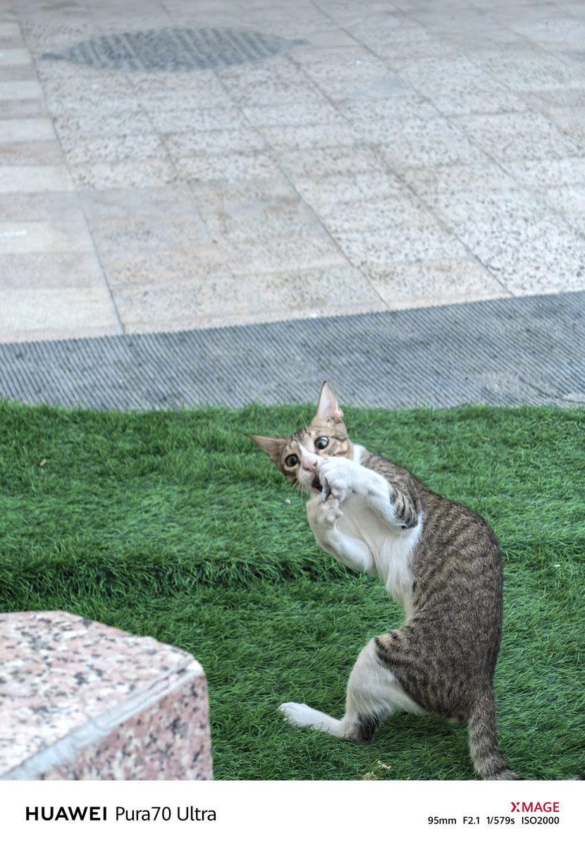 I3d3m's tweet image. There is a saying that says
A magician died in the village, so they rested from harming him. The magician left behind a son who exceeded his father
1📸 It was on May 31st
10x
By #p60pro 👑
#pura70ultra 👑
3.5x 
Snapshot option 
I hope you are well and peace
Greetings to all🌹💌👍