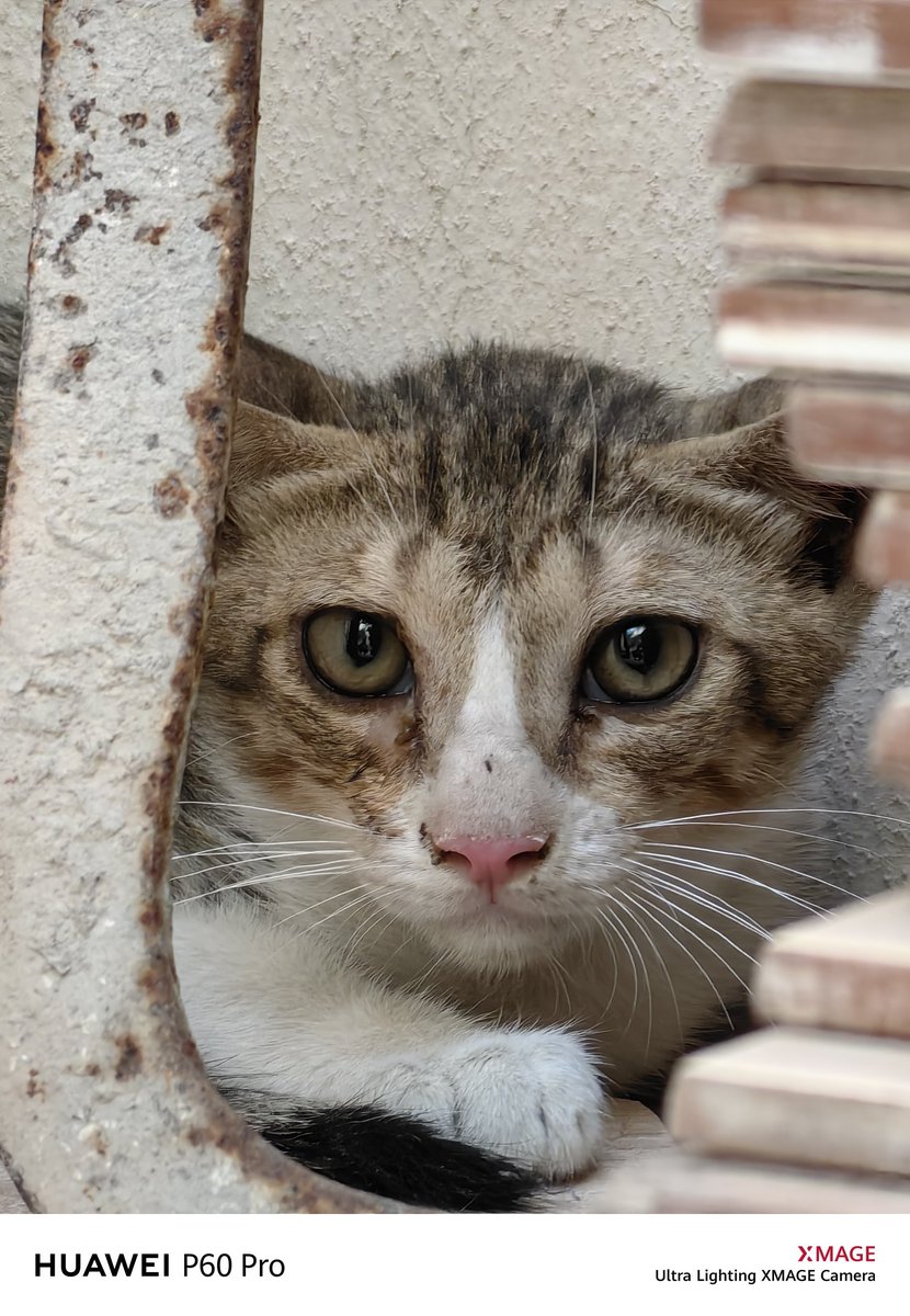 I3d3m's tweet image. There is a saying that says
A magician died in the village, so they rested from harming him. The magician left behind a son who exceeded his father
1📸 It was on May 31st
10x
By #p60pro 👑
#pura70ultra 👑
3.5x 
Snapshot option 
I hope you are well and peace
Greetings to all🌹💌👍