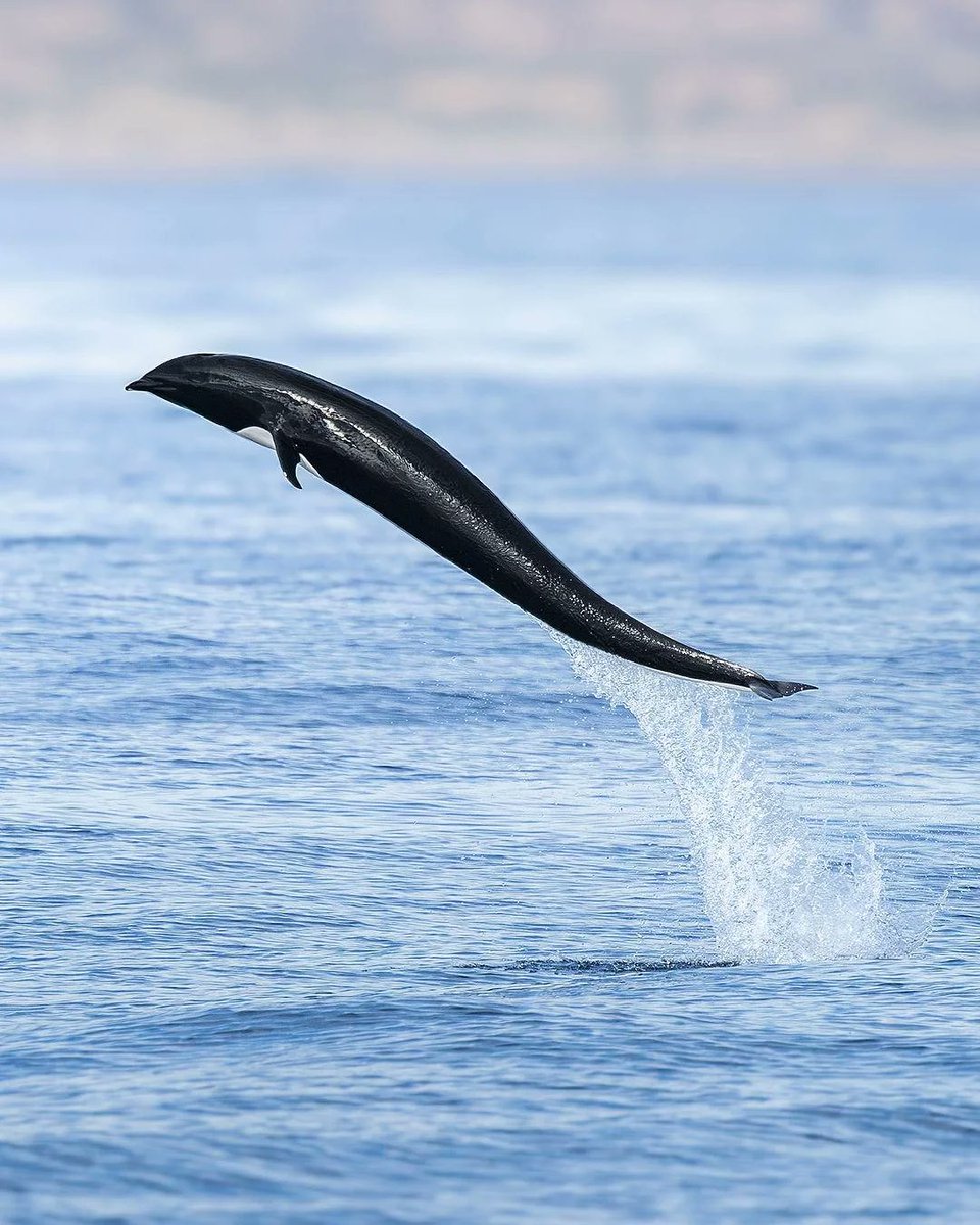 REAL!!! THE WORLD NEEDS TO SEE MORE WEIRD LITTLE GUYS!!!