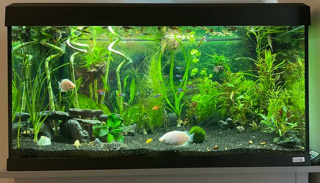 Bear_aquaa's tweet photo. Aquarium_Setup #bear_aqua (27) https://t.co/iXMRtqBIrR