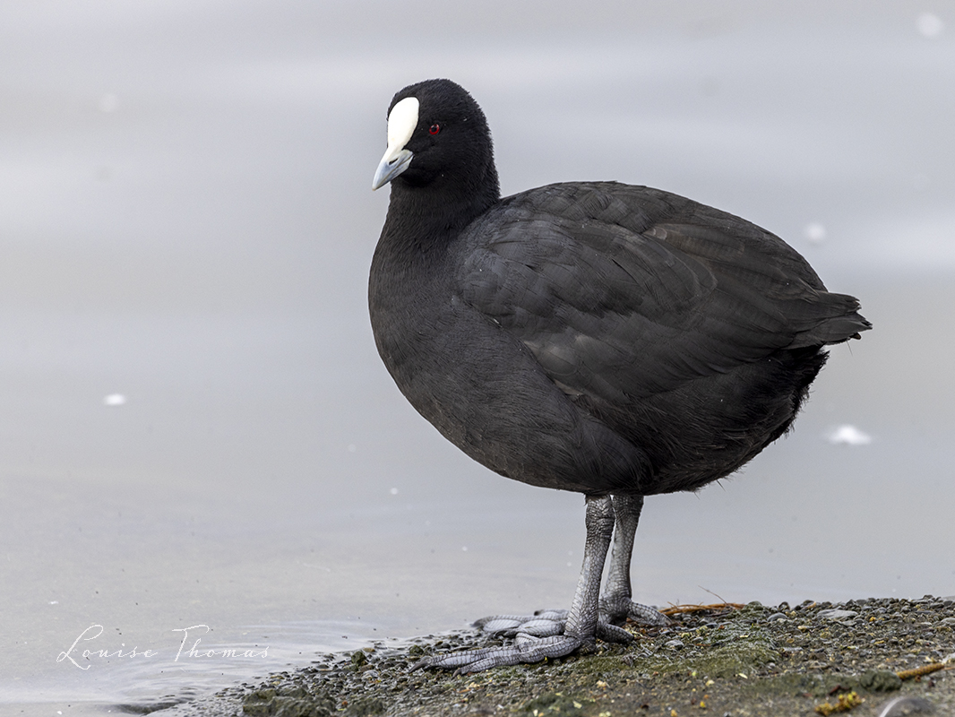 Australian  coot (Fulica atra) at Lake Henley in Masterton - look at those feet. Bird  #52 in 2024.

#nzbirds #BirdsSeenIn2024 #NewZealand
