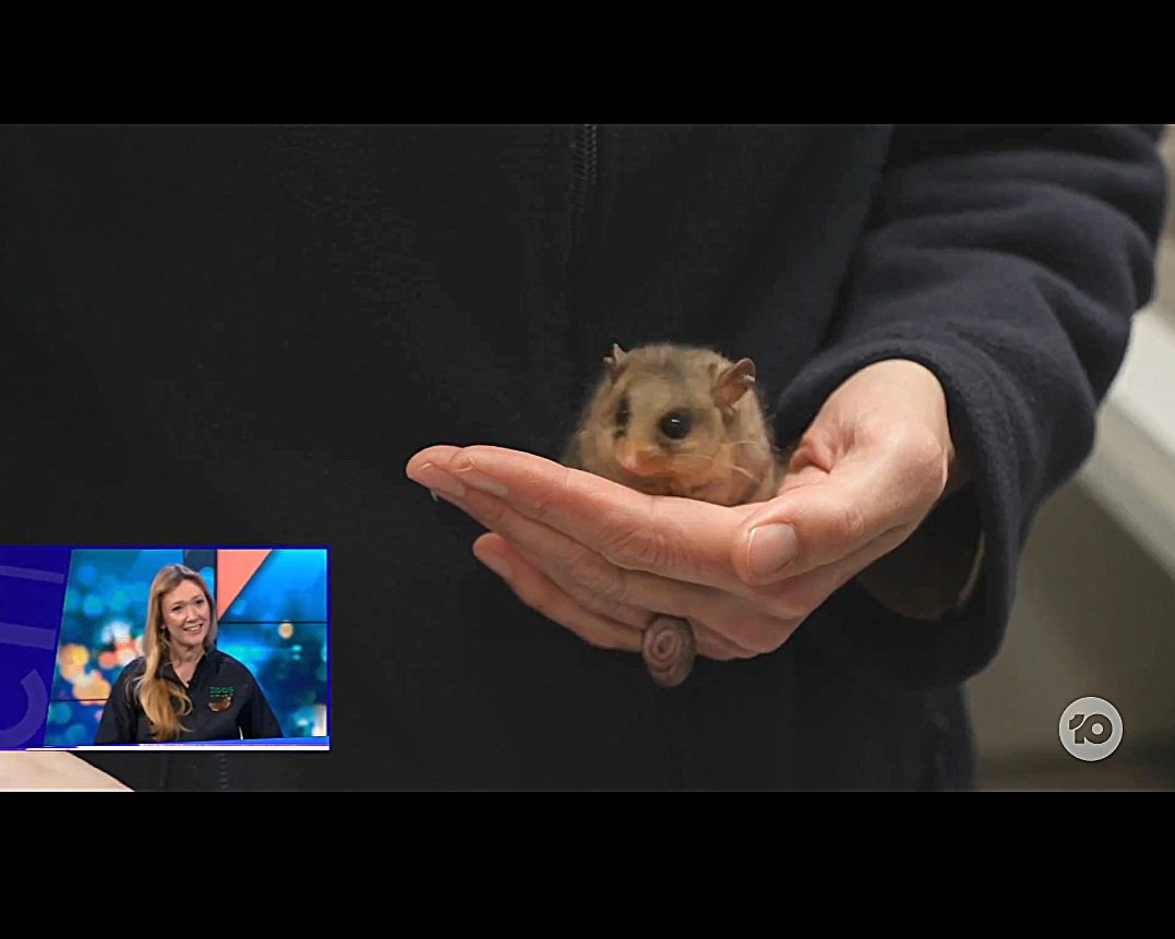drmparrott's tweet photo. Support the critically endangered Mountain Pygmy-possum for Marsupial of the Year! Hear all about them & the endangered Bogong Moth on @theprojecttv in the link below. Remember to log your Bogong Moth sightings on Moth Tracker to help us help them @ZoosVictoria #MothTracker https://t.co/5zAqH6yJ6p