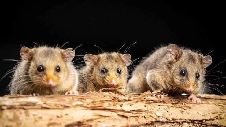 drmparrott's tweet photo. Support the critically endangered Mountain Pygmy-possum for Marsupial of the Year! Hear all about them & the endangered Bogong Moth on @theprojecttv in the link below. Remember to log your Bogong Moth sightings on Moth Tracker to help us help them @ZoosVictoria #MothTracker https://t.co/5zAqH6yJ6p
