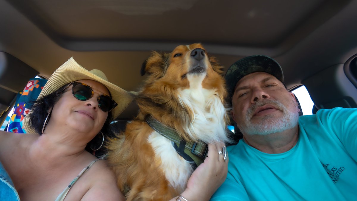 NewMexicoDrive's tweet image. The way we roll #jackanddianeshelties #sheltiedog #nmdrive #newmexico