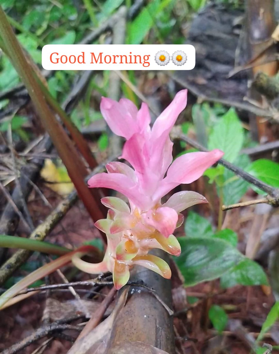 Nik_Ramla's tweet photo. #Good_Mornings
. https://t.co/3nZXhpQXAL