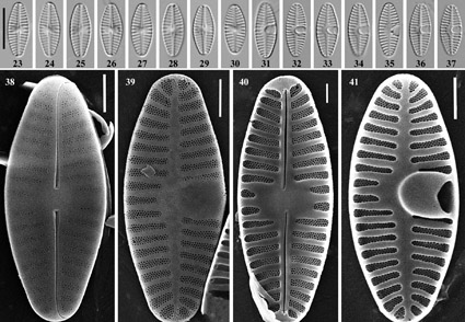Phytotaxa's tweet photo. New cavum-bearing Planothidium (#Achnanthidiaceae, Bacillariophyceae) species from the Kamchatka Peninsula, #Russia 
https://t.co/u9iB2AJu99 
#Taxonomy https://t.co/v9nsSG0NBh
