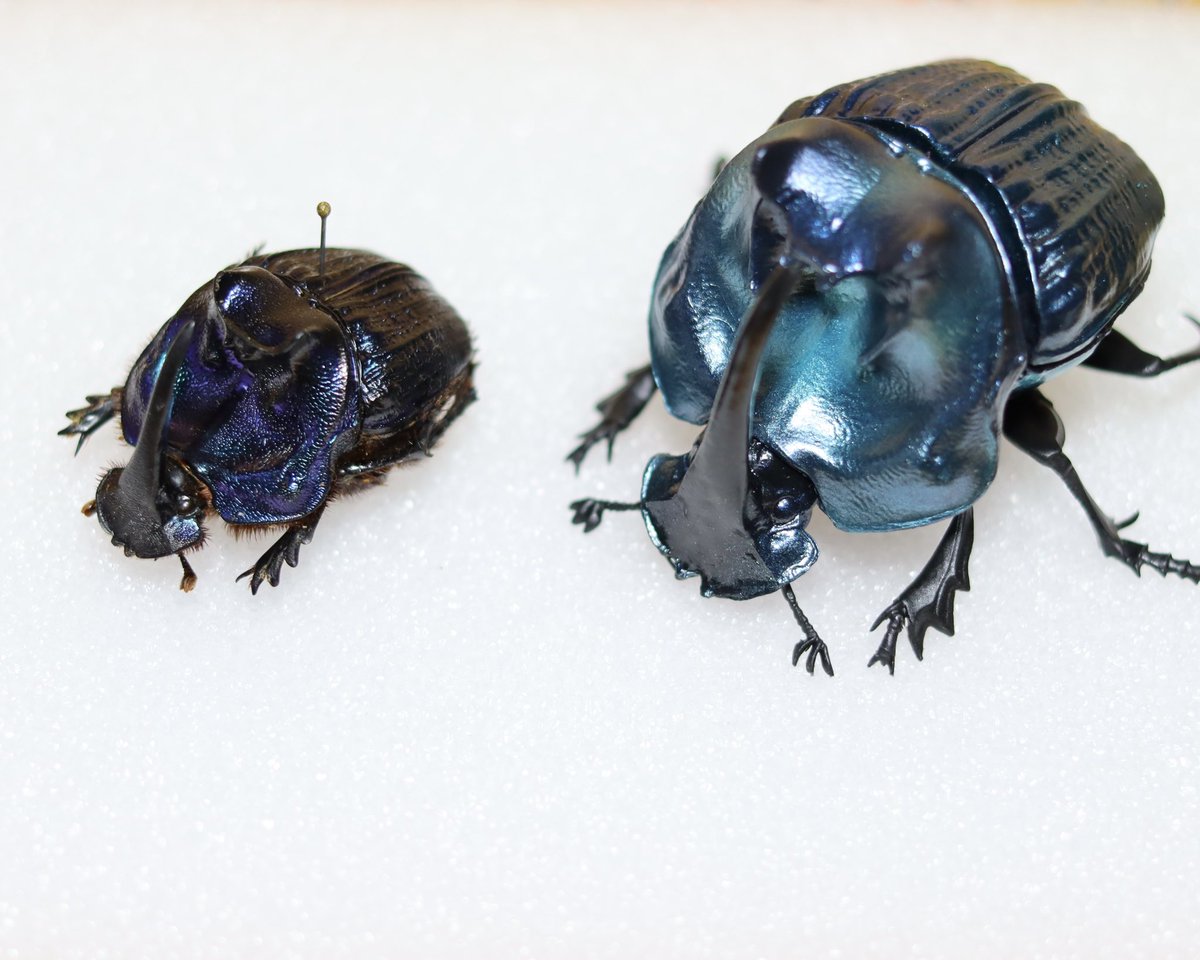 ざきーとしては珍しい買い物したかもしれない ブラジル産ランキフェル