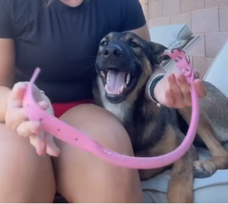 WHY are rolled collars great for your dogs fur? youtu.be/fclfS7Lh-XA?fe… via <a href="/YouTube/">YouTube</a>