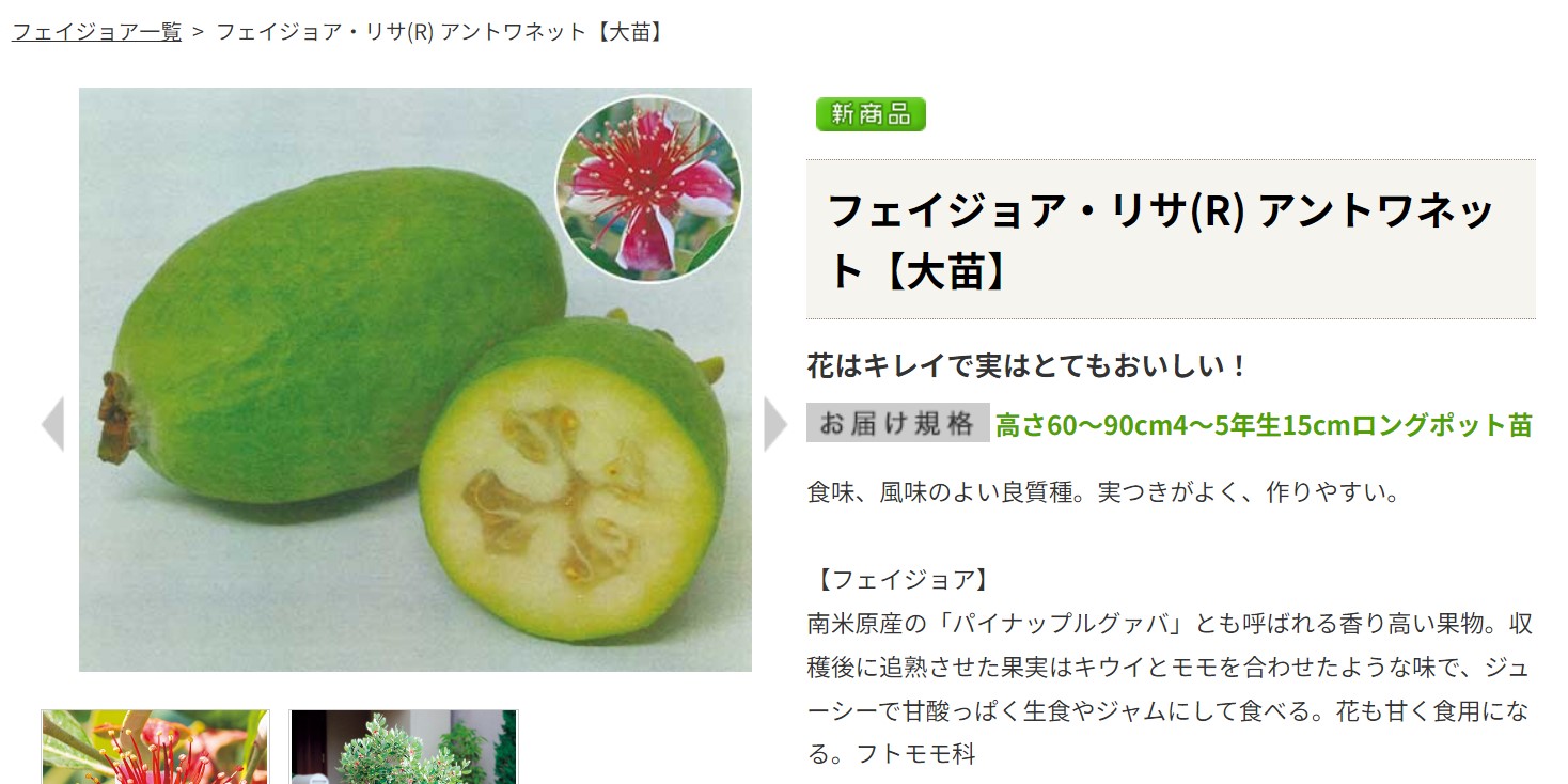 y*i様 フェイジョア アントワネット 小売 挿し木苗 9 希少 レア