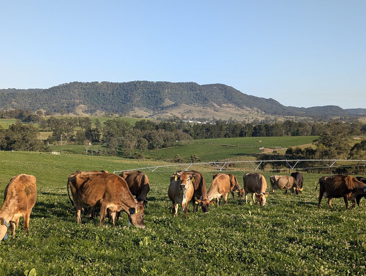 David Williams tweet media