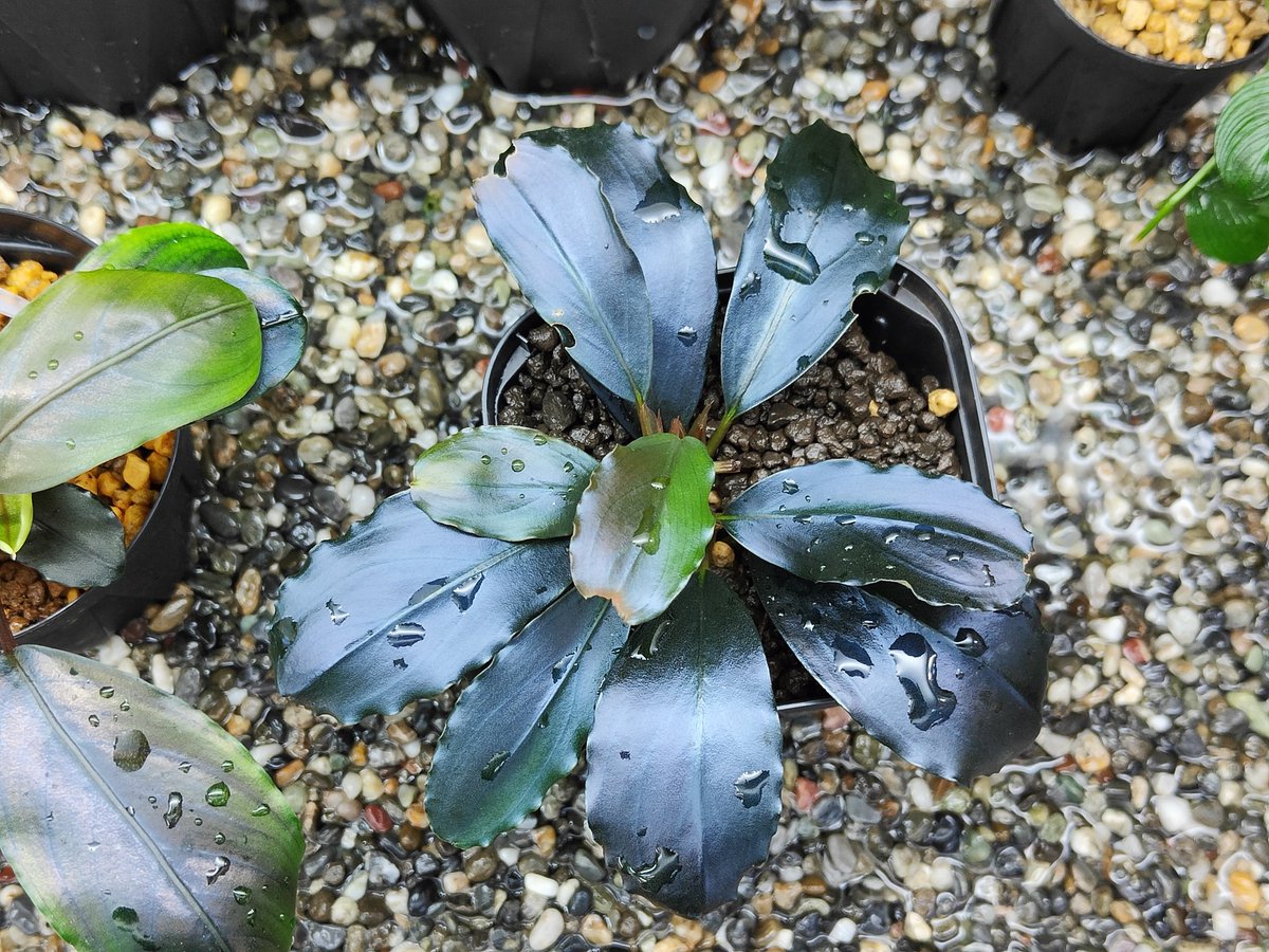 ここ　Bucephalandra sp. Supper Blue 13株 ブセファランドラ sp.スーパー ブルー🐧Bucephalandra sp.super