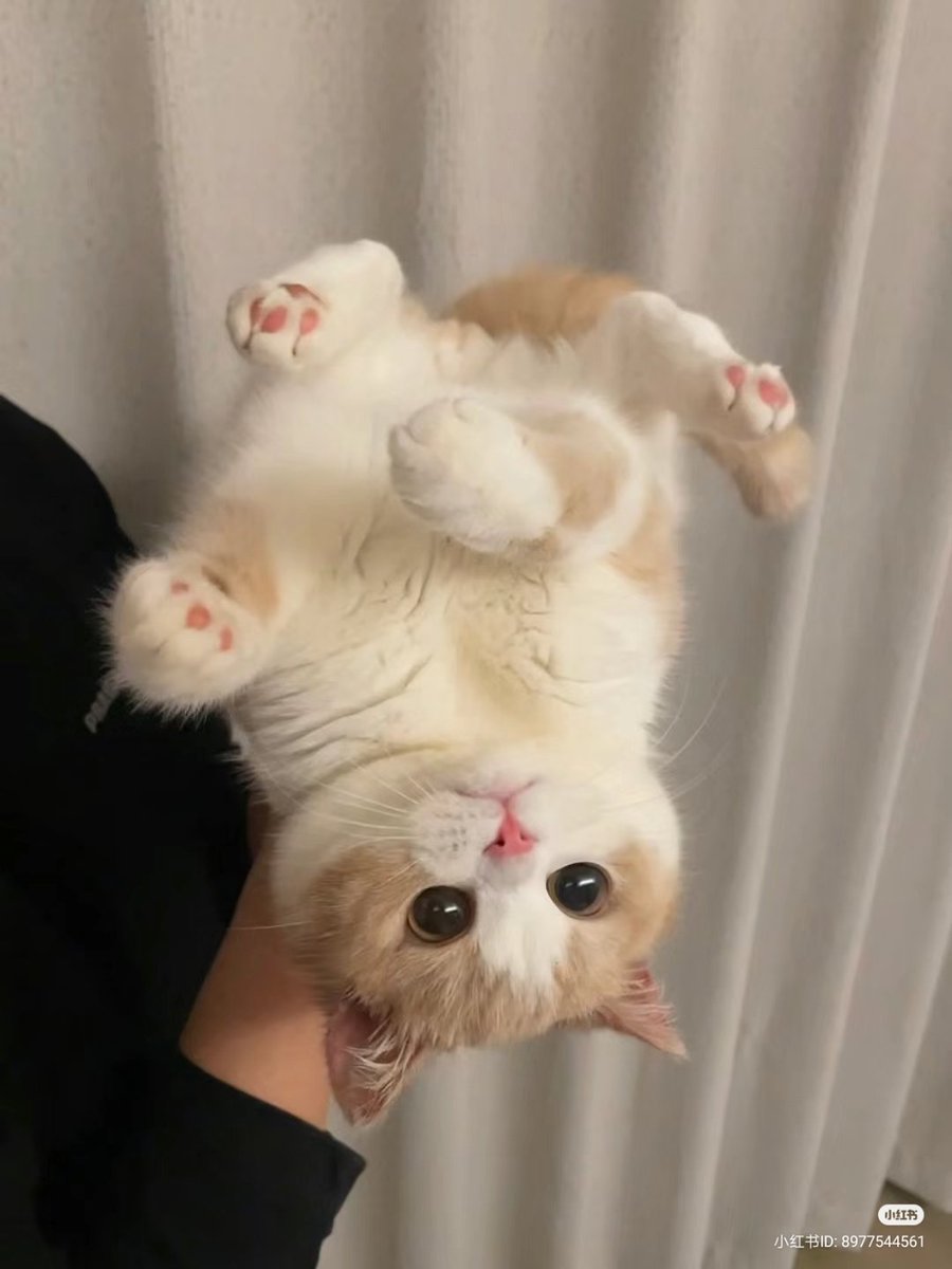 nocontextscats's tweet photo. Upside-down https://t.co/O7jNjx2SwV