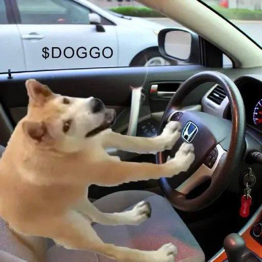 doggohbit's tweet photo. $DOGGO  
🐶Big news🐶🐶🐶🍀

#Doggo #MEME #SOL #CG #Dextools #CoinMarketCap #BitMart https://t.co/Gogv6yvNsx