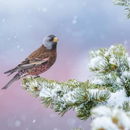 In beeld | Prijs voor beste vogelfoto van 2024 is voor afbeelding van dode vogels dlvr.it/TDcWFG