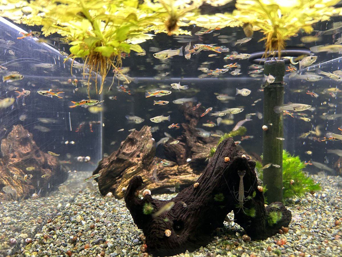 840_Landmine's tweet photo. 熱帯魚オタクなら行くべき場所こと、世界のメダカ館 https://t.co/77hK8lc4kB