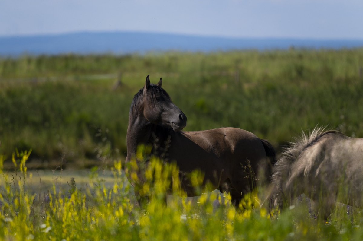 As of today, our website is also available in English! 🇬🇧 FREE Nature is not only active within the Netherlands, but also abroad. You’ll be able to learn more about who we are and what we do by visiting freenature.nl/en🐴🌱