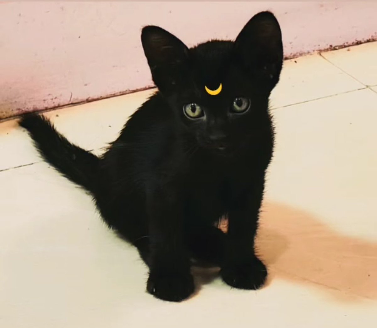 dr_eyri's tweet image. (ช่วงเห่อลูกสาววันนี้)
เพื่อนบอกเหมือนเซเลอร์มูน เลยลองแปะพระจันทร์ดู.....
เออ เหมือนอยู่ 

ว่าแต่ทำไมฉันไม่ตั้งชื่อมันว่าลูน่า 55555