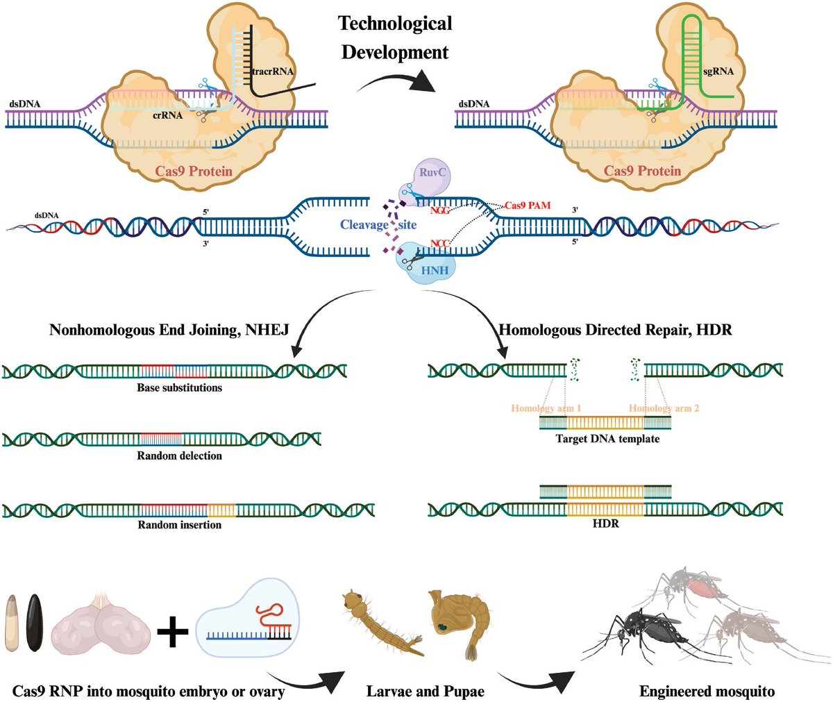 ZoonosesJ's tweet photo. Advances in #CRISPRCas9 -Based Gene Editing Technology in #mosquitoes

Read More: https://t.co/xZ9U17tc9c

#sgrna #geneediting #zoonoses #Zoonosis #zoonotics #zoonoticdiseases @Science_Open https://t.co/h9wYXaMnLt