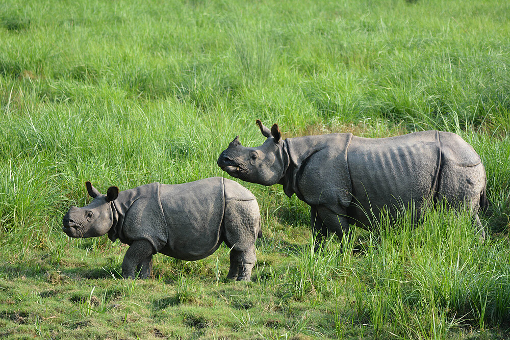 IndianTechGuide's tweet image. 🚨 Assam rhino population up from 600 in 1960s to 3000 now, poaching down by 86% from 2016.