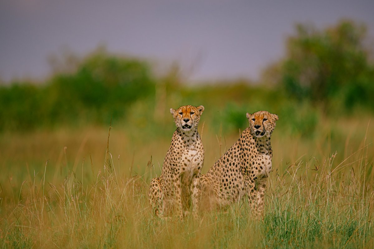 bownaankamal's tweet photo. Cheetahs of Africa
1) Matilda | Serengeti | Tanzania
2) Olonkok (Tano Bora) | Masai Mara | Kenya
3) Winda and Olonkok (Mbili Bora) | Masai Mara | Kenya
#nature #africanimals #nikonwildlife #naturr #traveldeeper #letsgosomewhere #bbcearth https://t.co/r2BTQk7Eos
