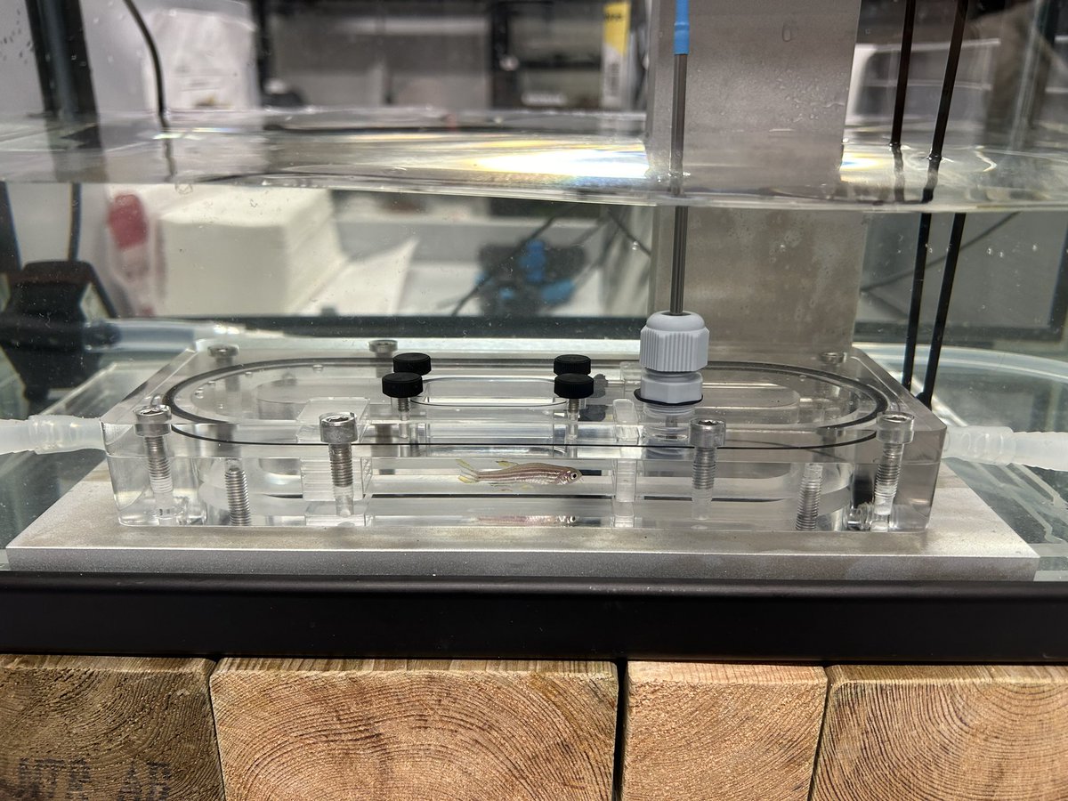 This fall I will be handling a new study species and will be learning some fun new methods 🐟📝

#zebrafish #swimtunnel #respirometry