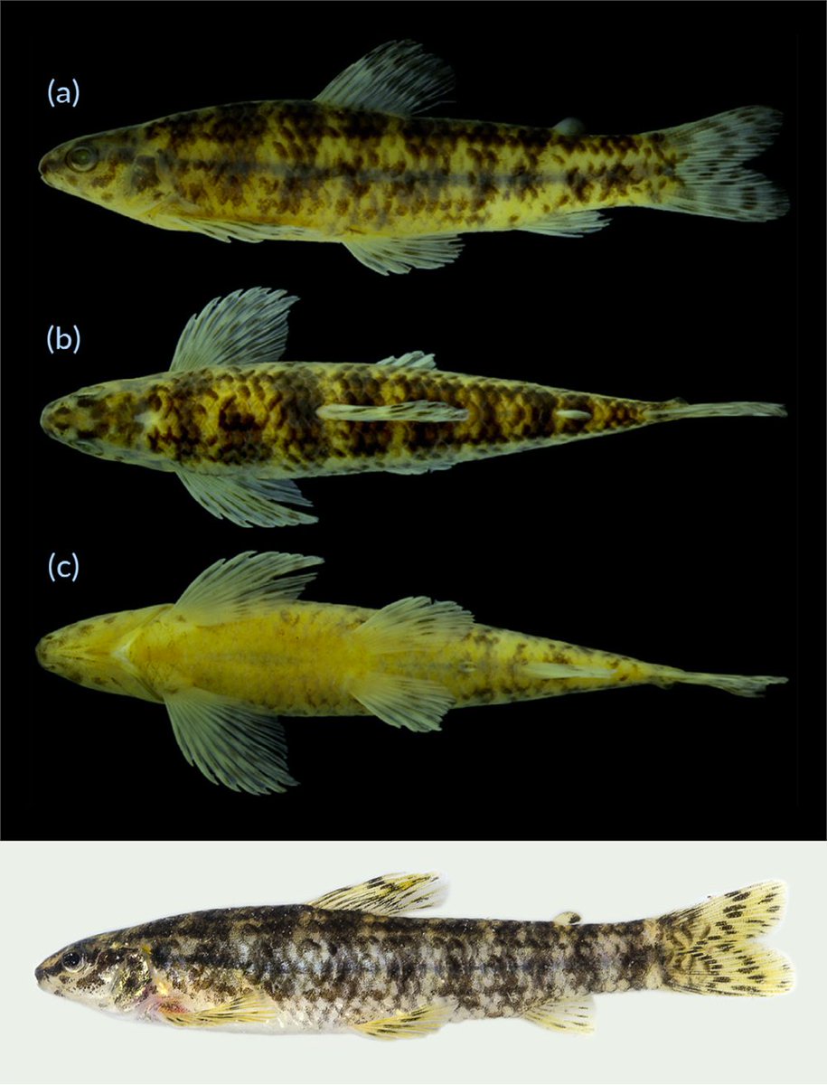 FishInTheNews's tweet photo. #NewSpeciesAlert - 𝐶ℎ𝑎𝑟𝑎𝑐𝑖𝑑𝑖𝑢𝑚 𝑣𝑎𝑟𝑖𝑖. Integrative #taxonomy reveals a new species of #𝐶ℎ𝑎𝑟𝑎𝑐𝑖𝑑𝑖𝑢𝑚 (#Characiformes: #Crenuchidae) shared by tributaries of upper #Tapajós and #Xingu river basins, #Brazil.
🔒 https://t.co/HHWuOekthV https://t.co/Ixtznd8GAi