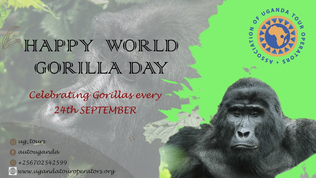 ug_tour's tweet photo. Spread awareness, spark action: Protect gorillas and their homes. Happy World Gorilla Day! #WorldGorillaDay #Uganda https://t.co/3FdVSDA1tB