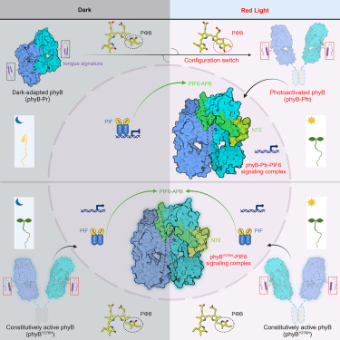 Milestone accomplishment by the groups of Jizong Wang and Xing Wang Deng at Peking University: phyB photo-interconverts between the head-to-tail PrPr and the head-to-head PfrPfr -- Cell cell.com/cell/fulltext/…