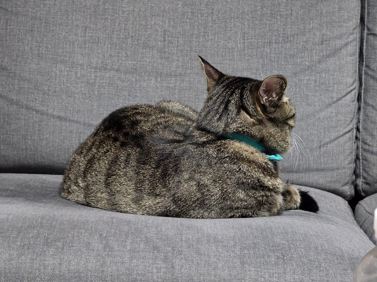 luxecalme's tweet image. 흥! 마리는 삐져써오! 옴마가 몸살 땜에 힘들다고 마리 밥그릇을 방에 가져다놨지 모에오? 아니, 새벽에 옴마 옆에 앉혀놓고 빠빠 먹으면서 거실 창밖 내다보는 게 마리 낙인데 그걸 못하게 하면 무슨 재미에오? 그래서 아침에 성질 좀 냈더니 이번엔 손톱 발톱을 다 깎아버려써오! 규탄해야게써오. 😾