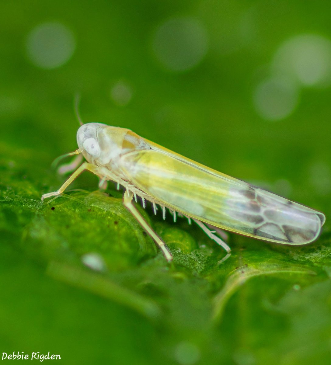 RigdenDebbie's tweet image. I think this might be Ribautiana debilis
Family: Cicadellidae -leafhopper 
Around 3mm but not 100% sure 
#planthoppers #leafhopper #nature #Entomology #wildlife #macro
