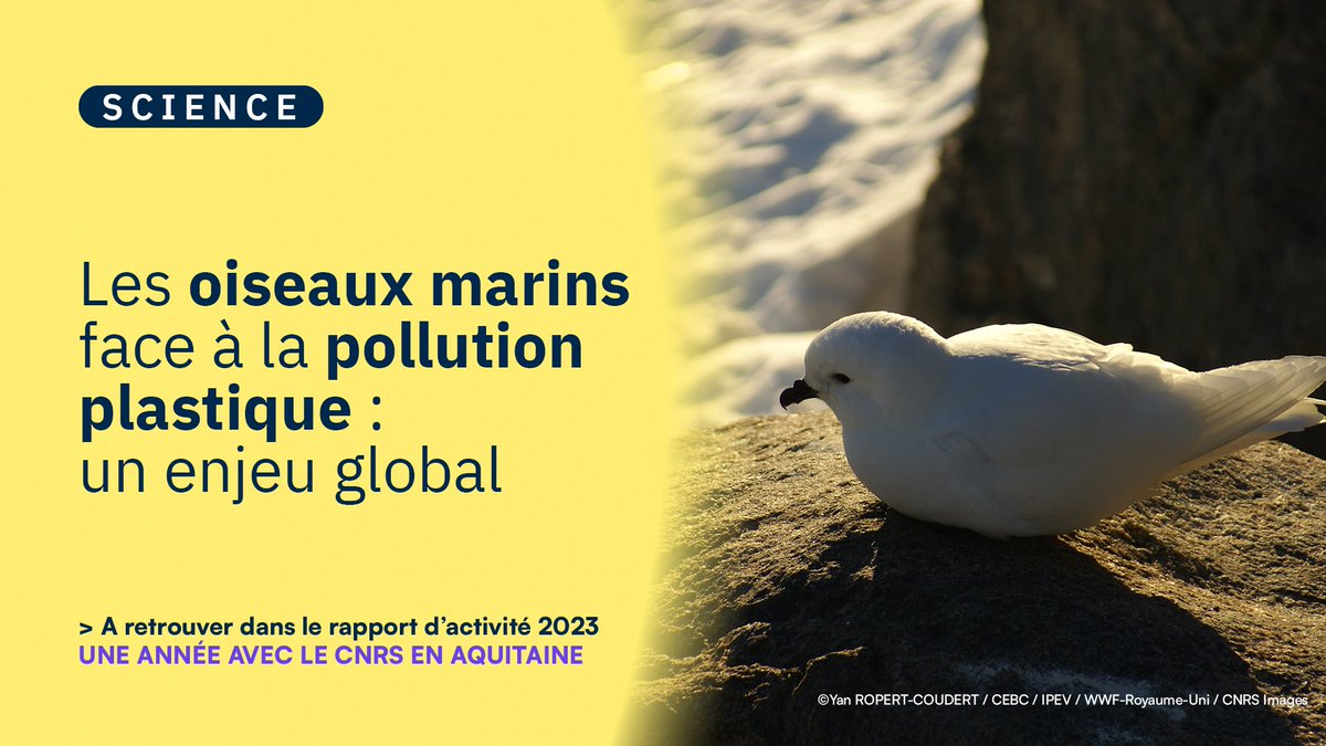 #RA2023 | Une équipe de recherche internationale dont des scientifiques du <a href="/CEBC/">sKaTi...</a>, a étudié l’exposition des oiseaux marins à la pollution plastique🐦. 

Découvrez-en plus dans notre rapport d’activité : calameo.com/read/007579830…