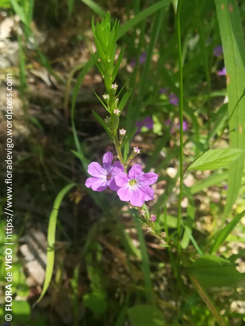 flora_vigo's tweet photo. Salicaria dos xuncos (Lythrum junceum Banks & Sol.)
#Lythraceae #Lythrum
#Vigo #Galicia
#flores #plantas #botánica #flora #taxonomía #biodiversidad
#biodiversity #science #botany #taxonomy #plants #nature #flower #naturephotography #wildflowers #flor #FlowersOfTwitter #Flowers https://t.co/uOR3g51mV6