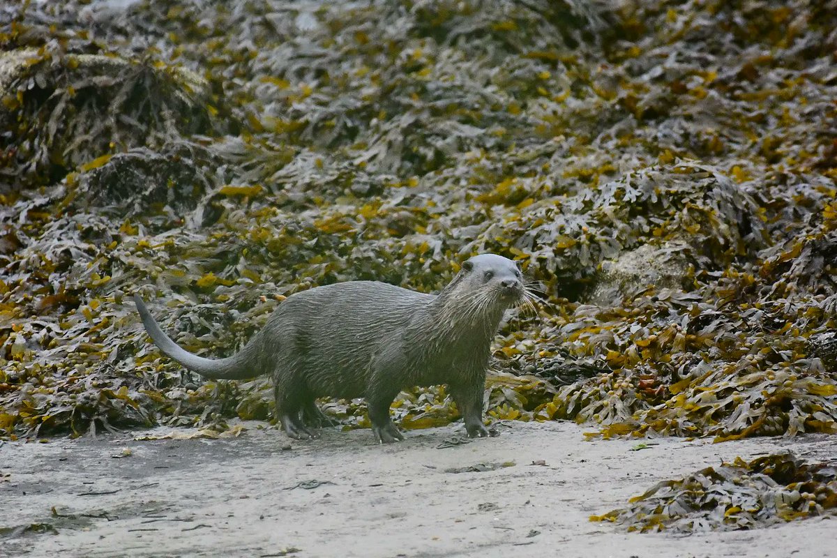 Unfortunately, not the best of pics, as this Otter ran up the shore past where I was standing on the road peering at it through trees, not quite prepared for a decent shot! However, it was a nice wee change to see it out of the water and running on land, even if very briefly!😂🦦