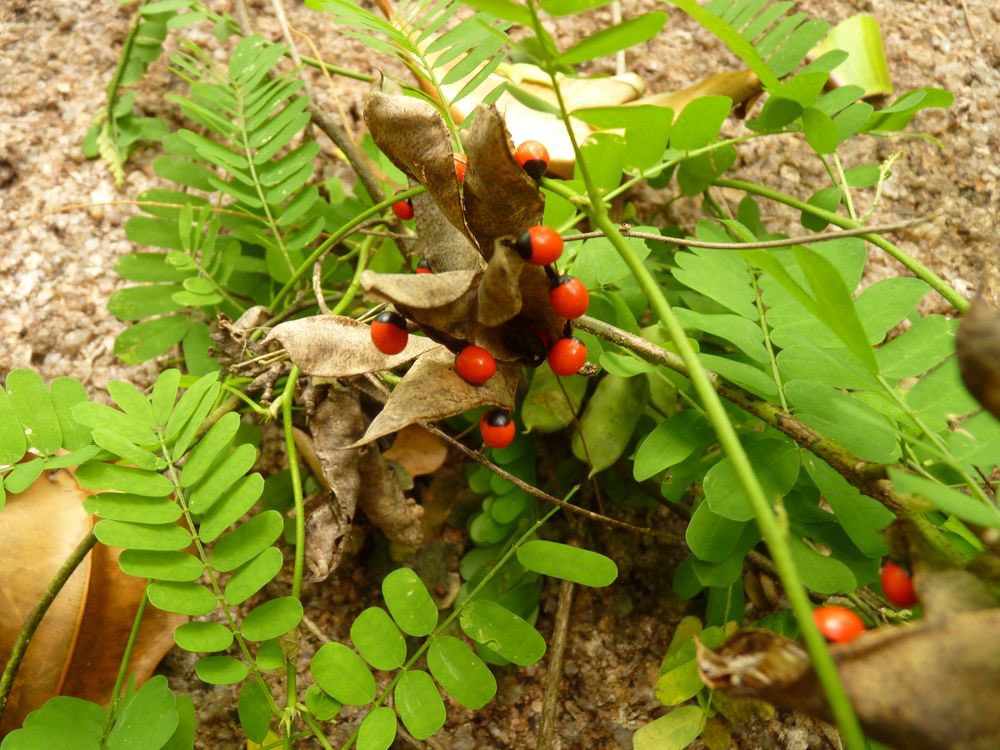 As the big elephant fears small crabs, so as BREAST CANCER and TUMOUR fears tiny Rosary Pea. 

Grind the seeds with a little bit of ginger to form a paste. Apply the paste on affected part for quick recovery. 
Nature heals. 

NB: Do not ingest the seeds.