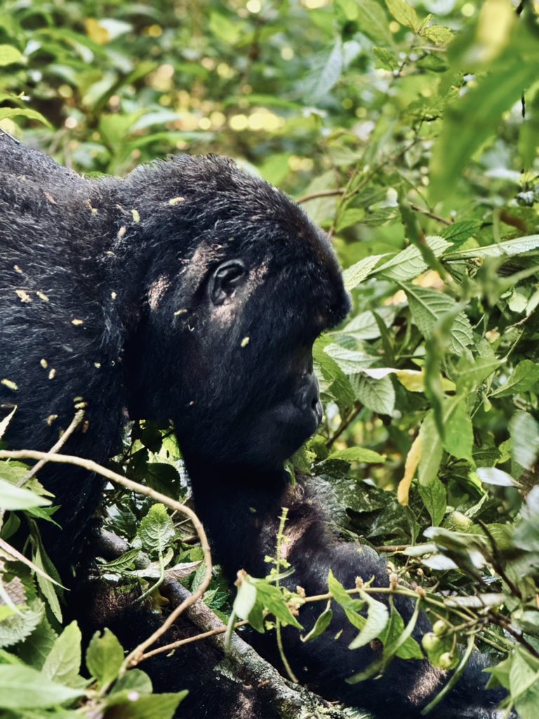 RockSafaris's tweet photo. Today we celebrate these giants of the equatorial forests. The Eastern and Western Gorillas. 
They are special apes (Largest of all) and found in a few countries. The Mountain Gorillas have moved from being critically endangered to endangered, thanks to conservation efforts. https://t.co/FIR18aKpjs
