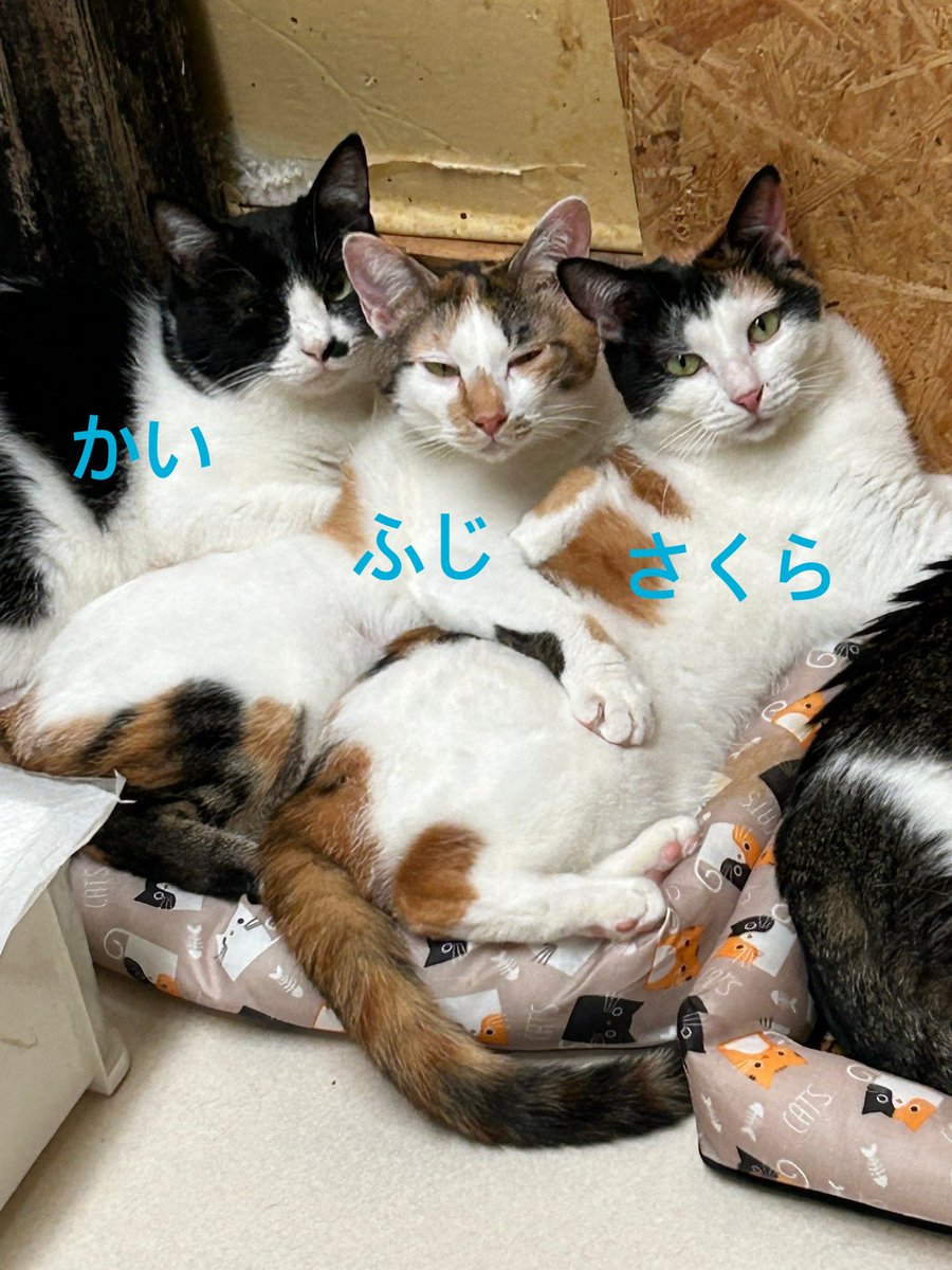 smaile_to's tweet photo. こんちにゃす🐱
猫盛りいかかでしょうか~？
みんなずっとのお家募集中です🐱
 #里親募集 #里親募集中 #預かりボランティア募集中 #ボランティア募集中
 
🐈猫達の里親様募集中　HPご覧ください
🐈‍⬛いいね、フォロー、シェア嬉しいです
😸ボランティア募集
😽インスタ、TikTok YouTube見てね https://t.co/4EFWrR5S40