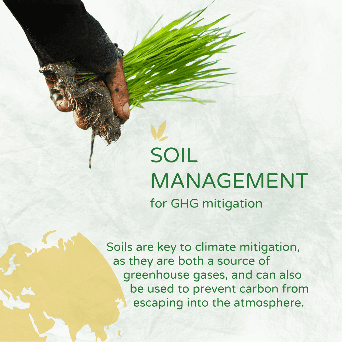 irri's tweet photo. #DidYouKnow that #soils play a central role in climate mitigation, as they can store significant amounts of carbon but are also a source of greenhouse gases? 
IRRI is conducting research to develop sustainable practices that balance productivity w/ reduced environmental impacts. https://t.co/cCTPjvKEdM