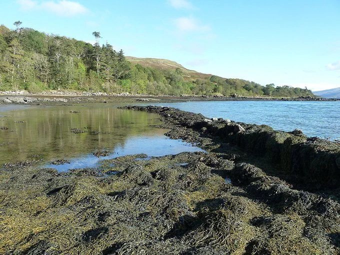 Stonefishweirs's tweet photo. Stone #fishweirs from #Morvern #SoundofMull, #Scotland. Called yairs in Scottish #Gaelic. Found as far back as the Stone Age, many being built in the 17th-19th centuries. Mostly made as ebb weirs utilizing firths tides of sea loughs.1/9 https://t.co/p9EYmGO4mW