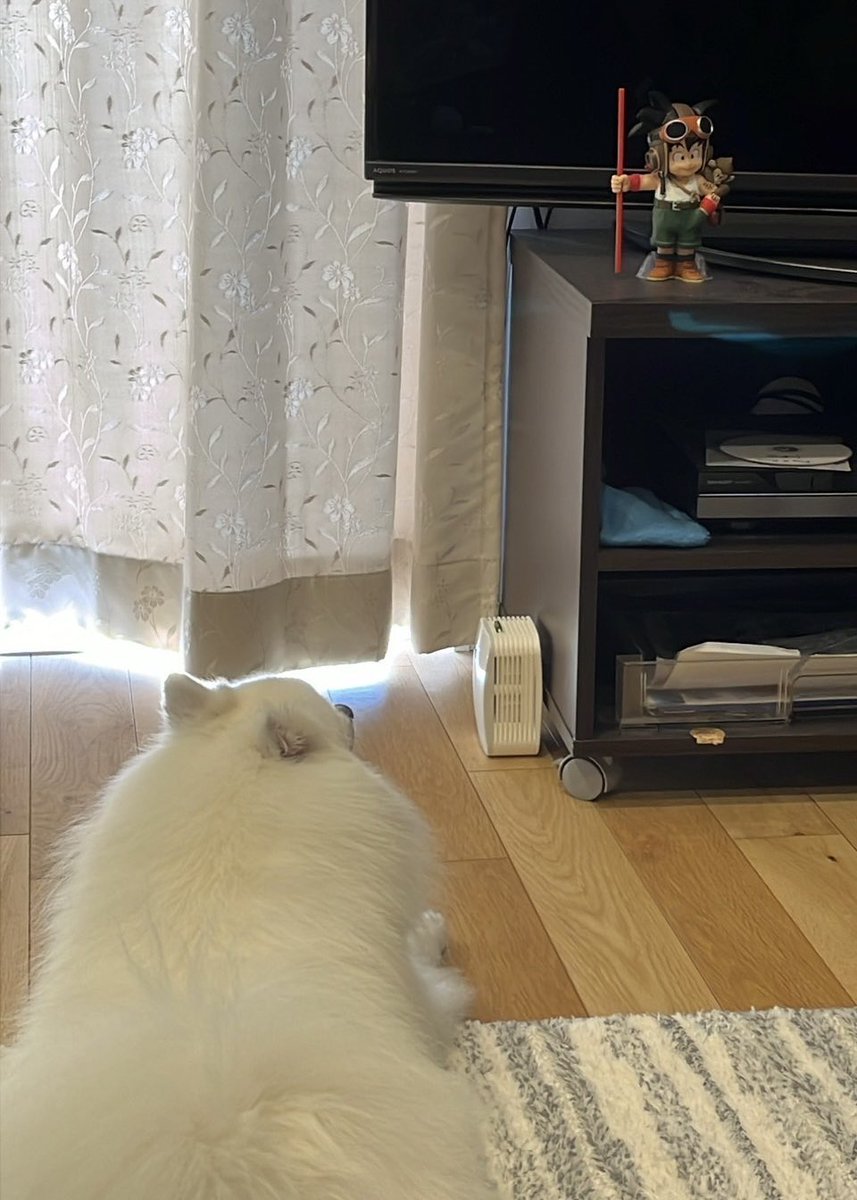 Spitz_Letty's tweet photo. 『カミカミしたいワン』
つかもうぜドラゴンボール
 #犬のおもちゃ  #いぬのきもち 
 #ドラゴンボール  #スピッツ https://t.co/dsrWZQKi3t