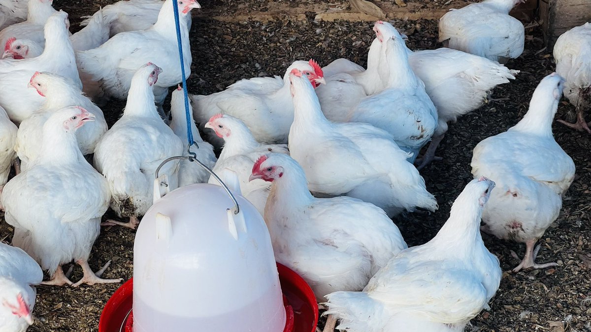 THE SEVEN (7) POULTRY RULES THAT YOU MAY NOT KNOW.

If you can't drink that water, don't give it to your birds.

Do you have a passion for poultry and really wish to stay long in the business?

Then, obey these 7 rules!