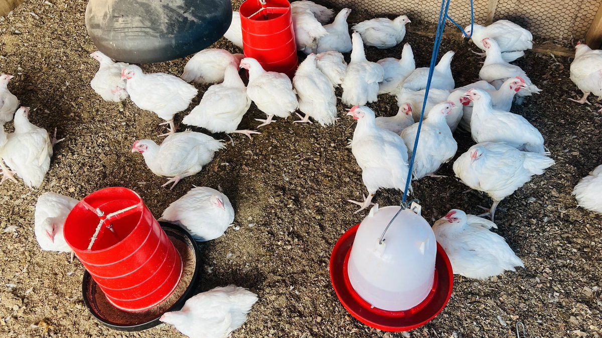 jcniyomugabo's tweet photo. THE SEVEN (7) POULTRY RULES THAT YOU MAY NOT KNOW.

If you can't drink that water, don't give it to your birds.

Do you have a passion for poultry and really wish to stay long in the business?

Then, obey these 7 rules! https://t.co/BydTdUq5Zf