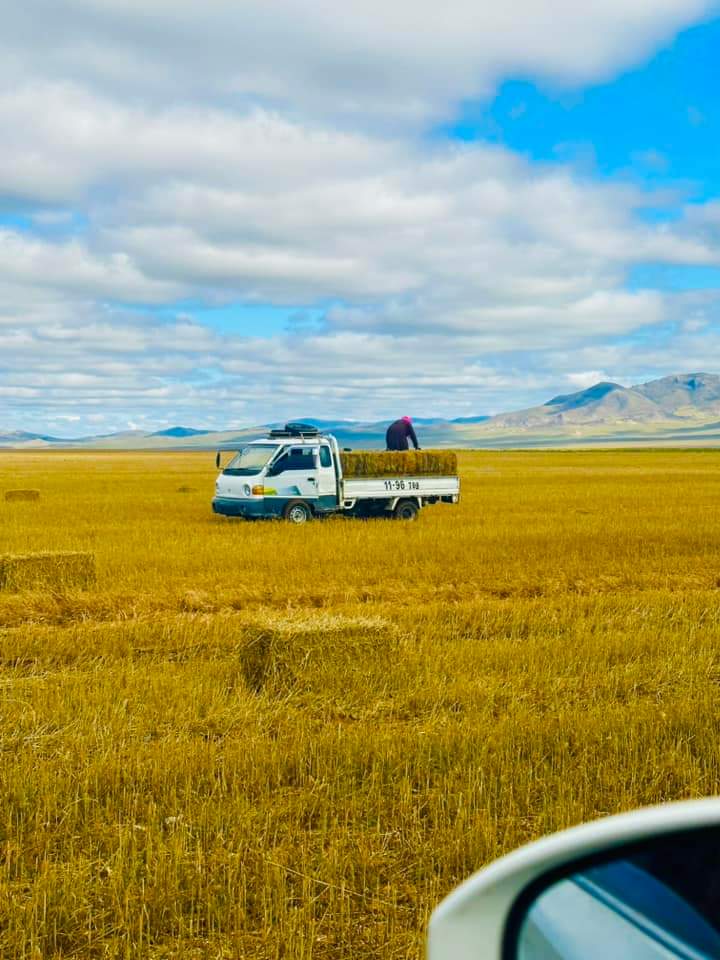 Хэдэн малтай малчин бүр л өвөлдөө бэлдэж байна